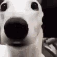 shaking dog gif|Dog Shaking GIFs